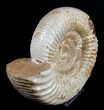 Large Inch Ammonite - Great Display #1961-2